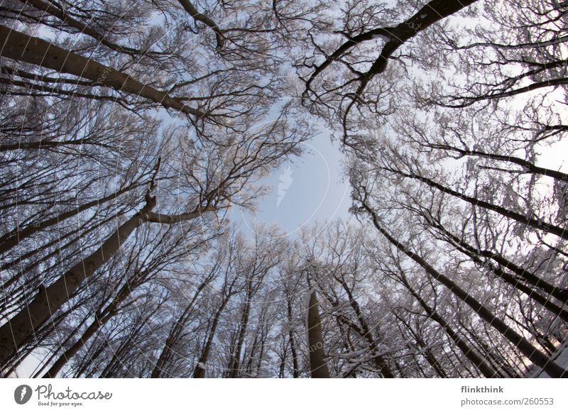 Winterzauber #4 Natur Himmel Wolkenloser Himmel Baum Ast Wald ästhetisch blau weiß Dezember Januar Februar kalt majestätisch hoch Ferne Farbfoto Außenaufnahme