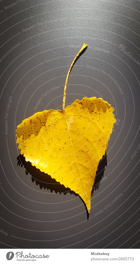 Autumn is coming Natur Pflanze Baum Blatt Herz leuchten verblüht authentisch außergewöhnlich einfach gigantisch Glück groß trendy schön Kitsch nachhaltig