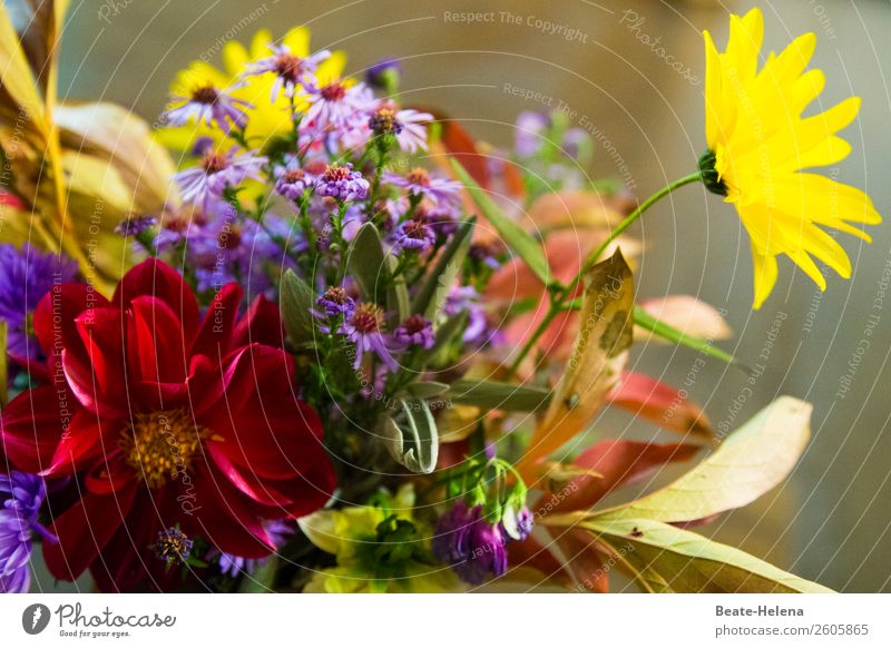 Photocase zum Geburtstag! Stil Feste & Feiern Pflanze Blüte Blumenstrauß Zeichen berühren Blühend Kommunizieren träumen ästhetisch Duft Freundlichkeit
