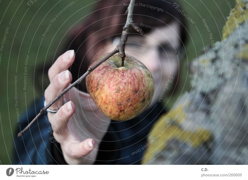 Der letzte Apfel Garten feminin Gesundheit Ast Frau Hand Baum Baumrinde grün Finger Gesicht greifen pflücken Lebensmittel Bioprodukte Natur Farbfoto
