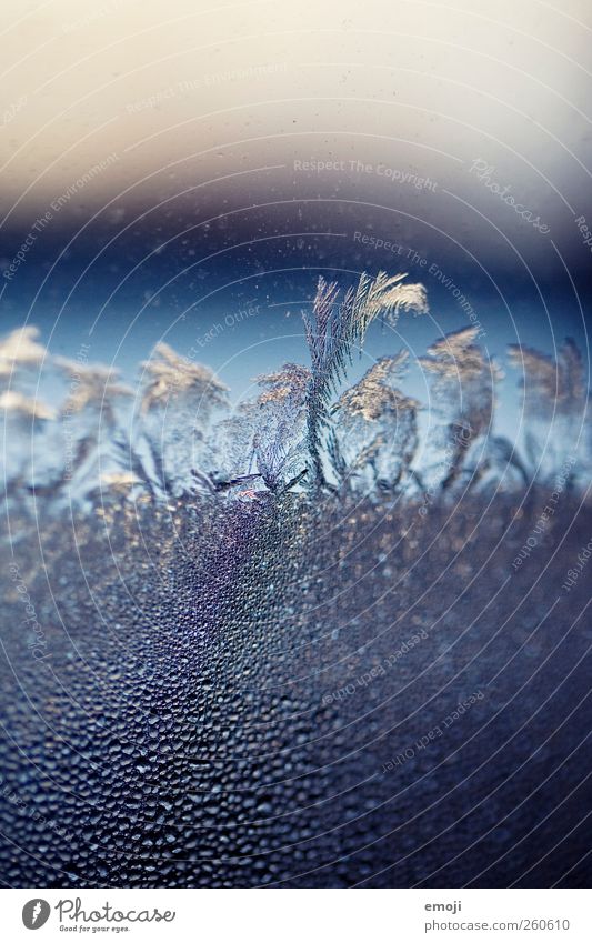 Blumen Wassertropfen Winter Klimawandel Eis Frost kalt blau Eisblumen gefroren Fensterscheibe Farbfoto Außenaufnahme Nahaufnahme Detailaufnahme Makroaufnahme