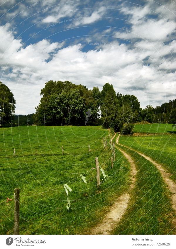 der Weg hinein Umwelt Natur Landschaft Pflanze Himmel Wolken Sommer Wetter Schönes Wetter Baum Gras Sträucher Grünpflanze Wiese Hügel Wege & Pfade blau grün
