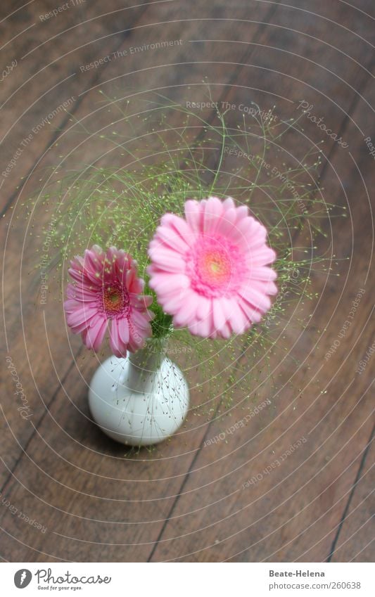 Sommerliche Retro-Grüße aus Paris Stil Design Handwerk Blume Dekoration & Verzierung Blumenstrauß Blühend ästhetisch modern schön Kunst Blumenvase retro