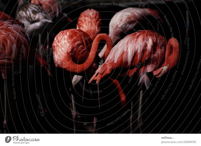 Flamingos bei Nacht Tier Wildtier Vogel Landwirbeltier Tiergruppe exotisch rot schwarz dunkel Ästhetik Schönheit