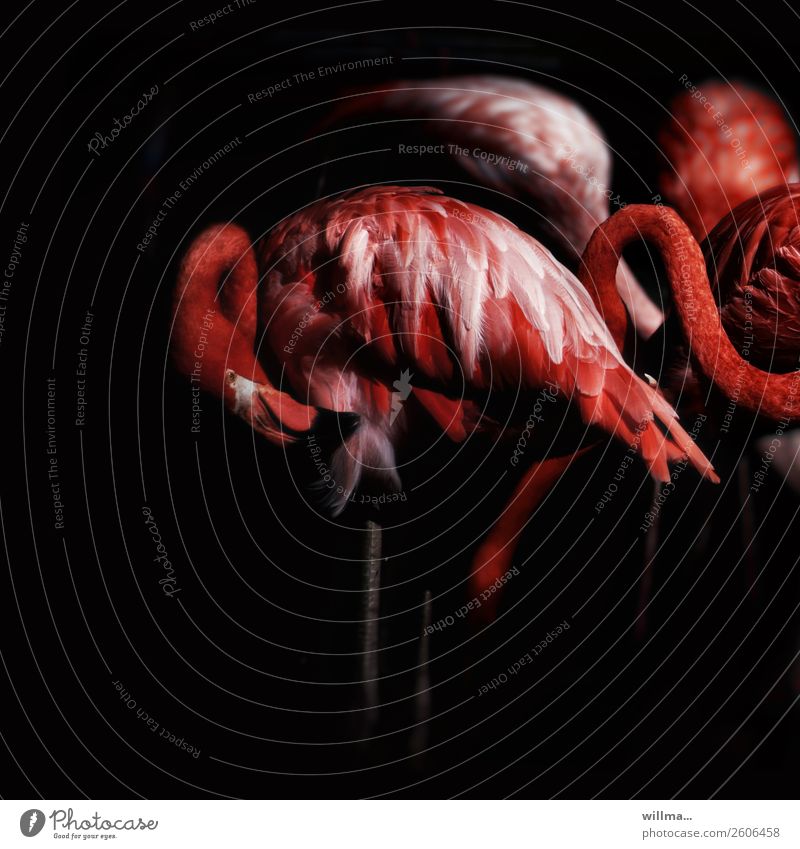 Flamingos bei Nacht Wildtier Tiergruppe ästhetisch dunkel exotisch rot schwarz außergewöhnlich Quadrat Textfreiraum