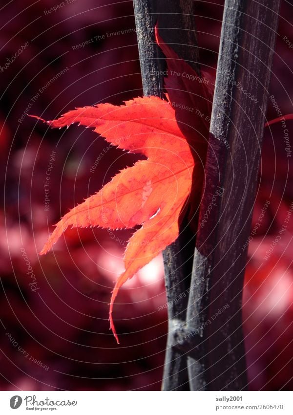 Herbstleuchten... Schönes Wetter Blatt Ahorn Rotahorn Zaun dehydrieren rot herbstlich Zacken Farbfoto Außenaufnahme Detailaufnahme Menschenleer Tag