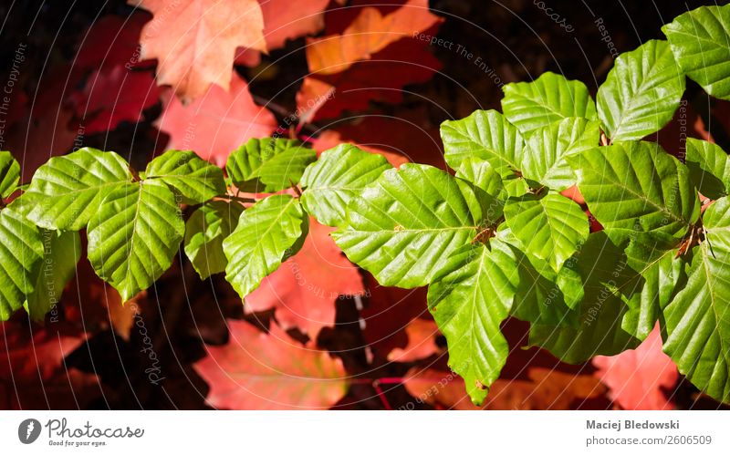 Grüne und rote Herbstblätter. Umwelt Natur Pflanze Baum Blatt Grünpflanze Park Wald natürlich grün Senior Beginn Farbe Jahreszeiten Hintergrund panoramisch