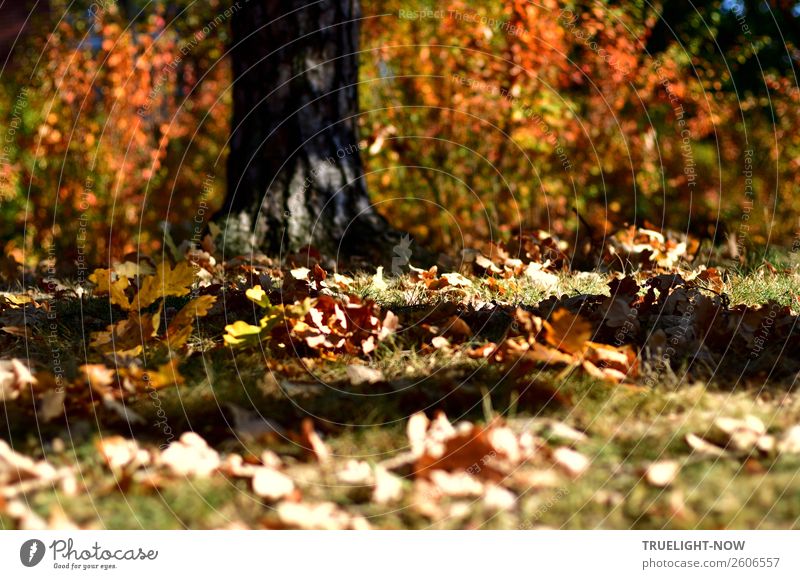 Herbstlaub auf Wiese und Baum mit Sonne und Schatten Umwelt Natur Schönes Wetter Pflanze Gras Sträucher Blatt Garten Park Wald Senior ästhetisch Einsamkeit