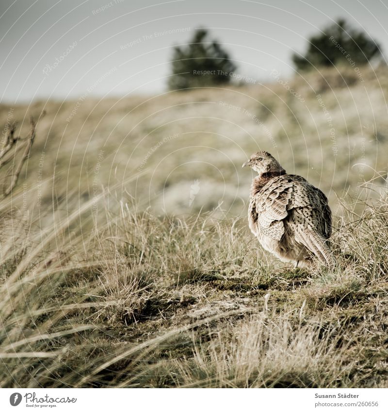 Insulaner | Spiekeroog Natur Park Hügel Wildtier Jagd Fasan Vogel Sträucher freilaufend freilebend Außenaufnahme