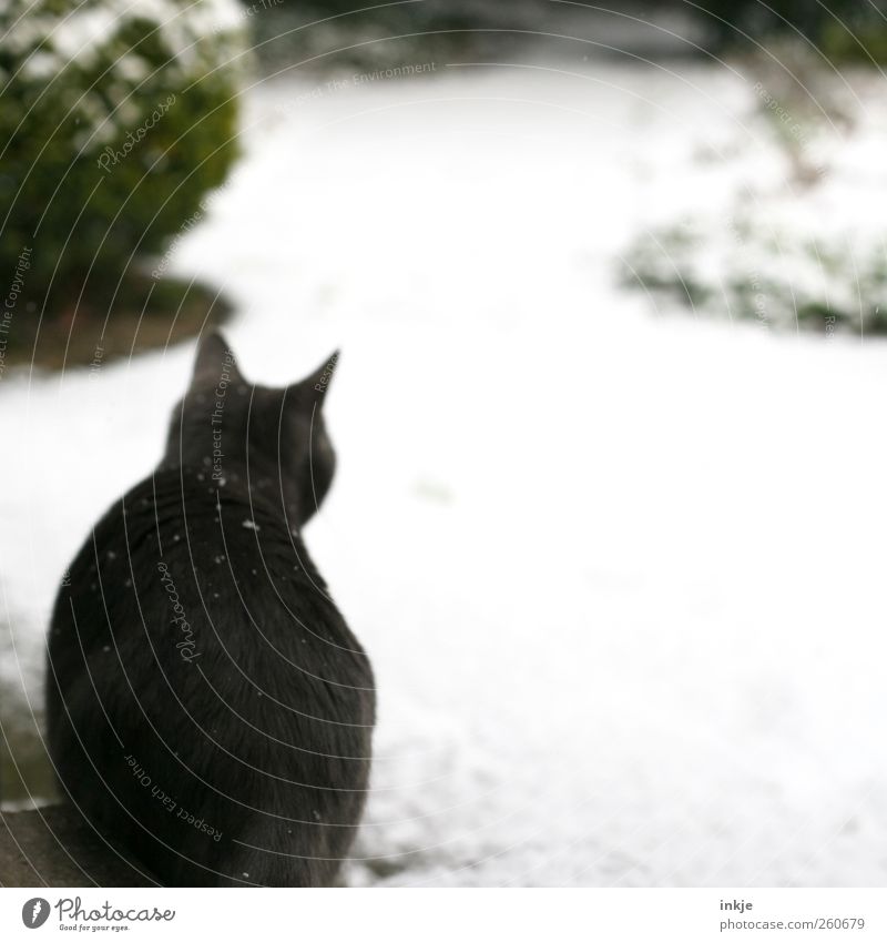 der erste Schnee Umwelt Winter Klima Klimawandel Eis Frost Schneefall Sträucher Garten Park Tier Haustier Katze Fell Hauskatze 1 Tierjunges beobachten entdecken