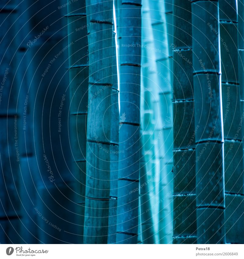 Bambus in blau Natur Pflanze Wald Linie ästhetisch außergewöhnlich kalt Gedeckte Farben Außenaufnahme abstrakt Menschenleer Textfreiraum links Tag Schatten