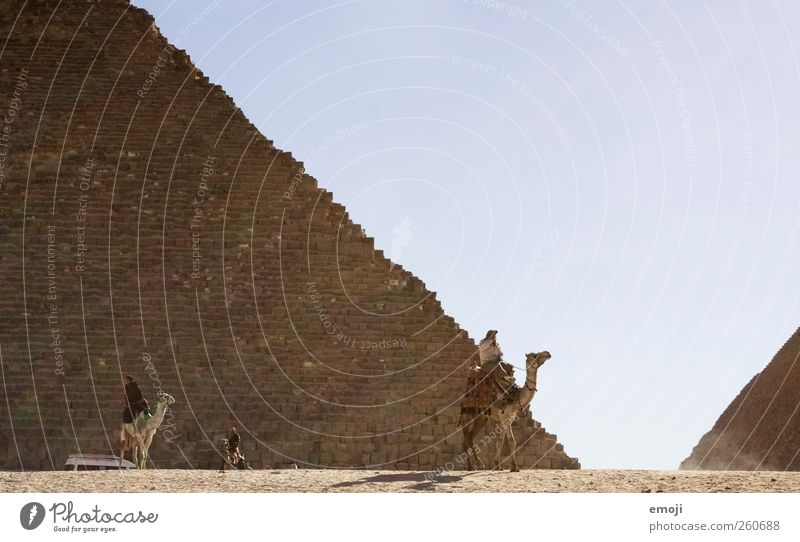 Camel Umwelt Natur Himmel Wolkenloser Himmel Schönes Wetter Wärme Dürre Wüste Nutztier außergewöhnlich Sand Kamel Pyramide Gizeh Farbfoto Außenaufnahme