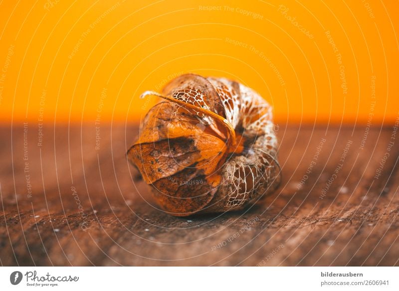 Herbstkunstwerk in Orange Pflanze Blüte Physalis Frucht Dekoration & Verzierung Zyklus leuchten dehydrieren ästhetisch schön trocken braun orange Gefühle