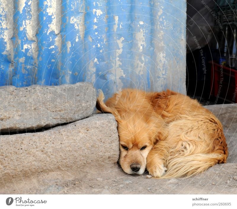 Lauschangriff Tier Haustier Hund Tiergesicht Pfote 1 liegen Traurigkeit Erholung hören Kuscheln Hundeschnauze Hundeblick Hundekopf Wellblech Wellblechwand