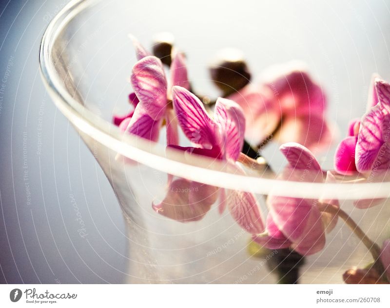 Valentin Pflanze Blume Orchidee Blüte schön rosa Frühling Dekoration & Verzierung Glas Farbfoto Innenaufnahme Nahaufnahme Detailaufnahme Makroaufnahme