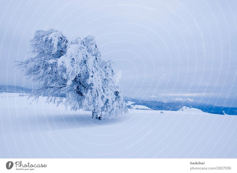 Winterwonderland Schnee Baum kalt Eis Frost Raureif weiß Himmel Natur blau Ast Zweig Außenaufnahme gefroren frieren Eiskristall Dezember Wintertag