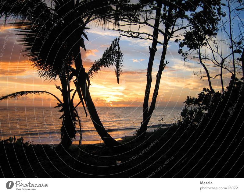 Tequila Sunrise Wolken Palme Karibisches Meer Baum Strand Horizont Wellen dunkel Romantik Ferien & Urlaub & Reisen Aussicht Ferne blenden Sonne Treppe Wasser