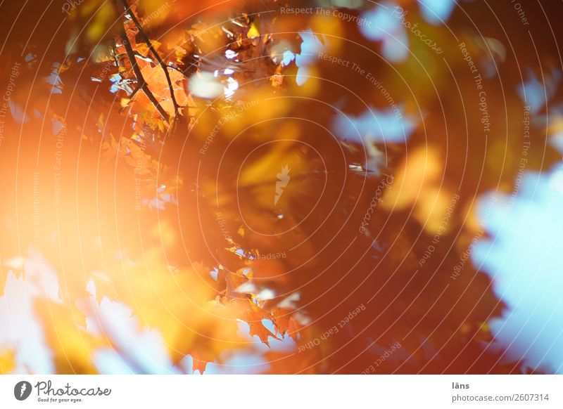 Lichtblick Umwelt Natur Herbst Blatt Wildpflanze Park Wald Wandel & Veränderung Blätterdach überlagert Farbfoto Außenaufnahme Menschenleer Tag Schatten Kontrast