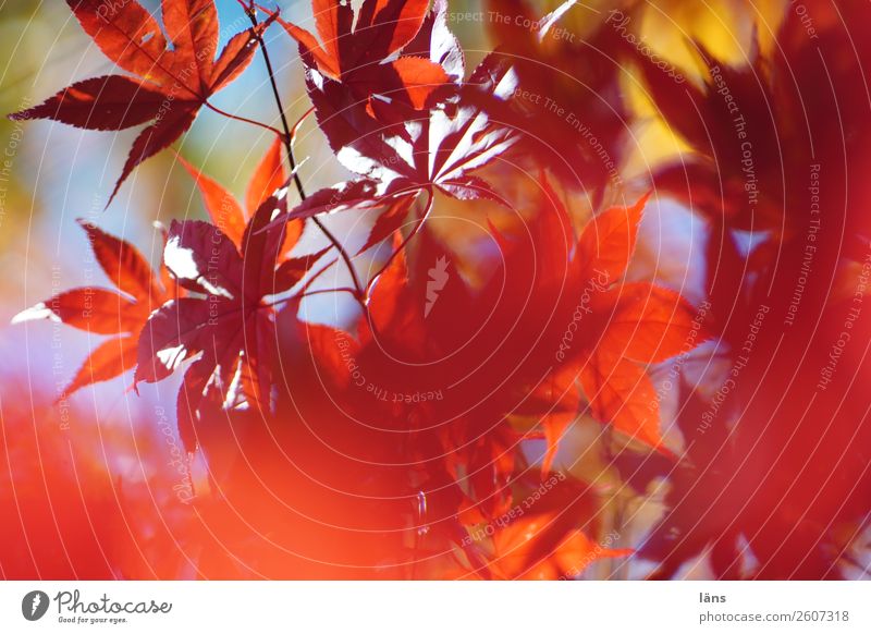 Vorhang auf Umwelt Natur Landschaft Blatt Japanischer Ahorn entdecken Wandel & Veränderung Blätterdach Farbfoto Außenaufnahme Menschenleer Tag Licht Schatten