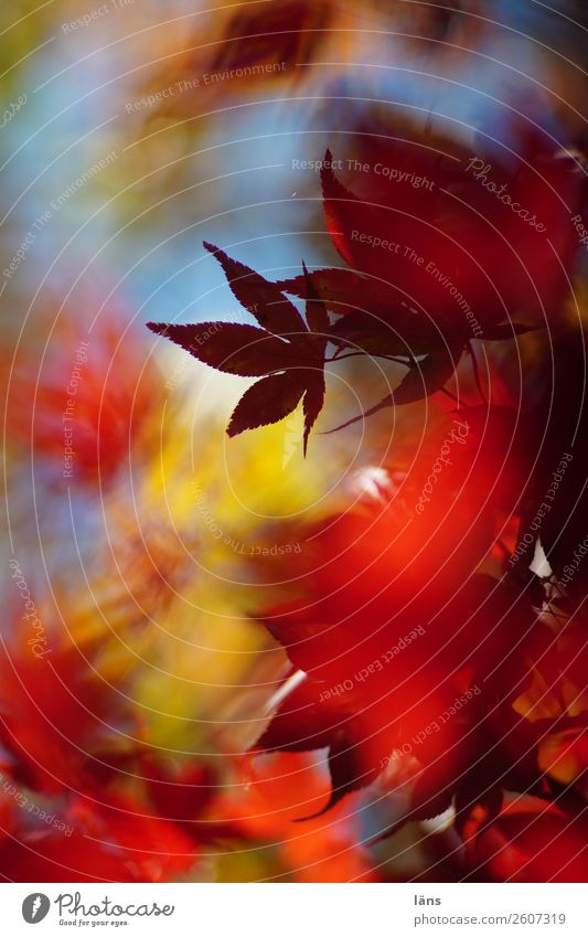 Herbst Blätterdach Natur hell bunt japanischer Ahorn Abschied Wandel