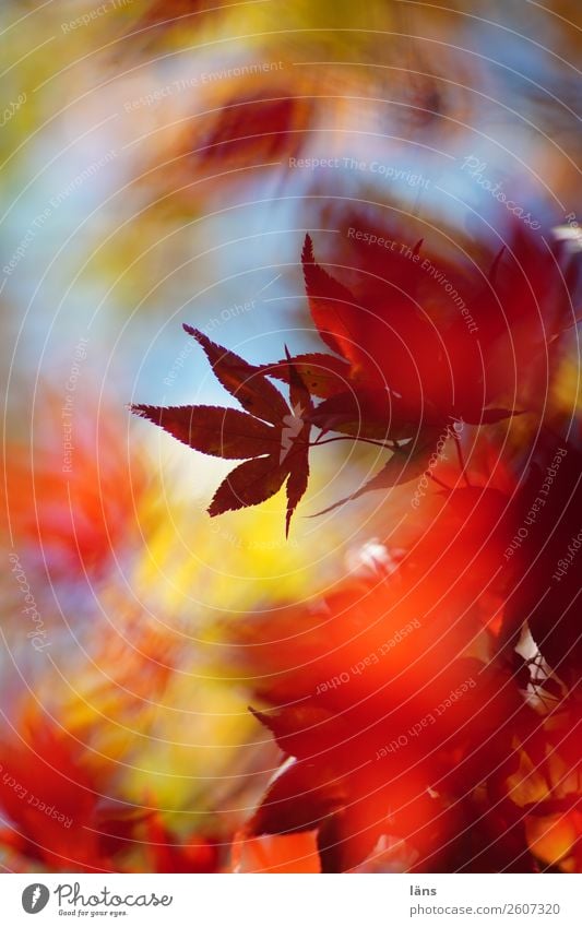 im Strom der Zeit Umwelt Natur Herbst Schönes Wetter Pflanze Baum Japanischer Ahorn Wandel & Veränderung Blätterdach Farbfoto Außenaufnahme Experiment