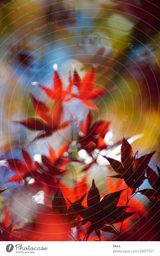 Japanischer Ahorn Umwelt Natur Herbst Schönes Wetter Pflanze Baum Grünpflanze mehrfarbig einzigartig Wandel & Veränderung Blätterdach Farbfoto Außenaufnahme