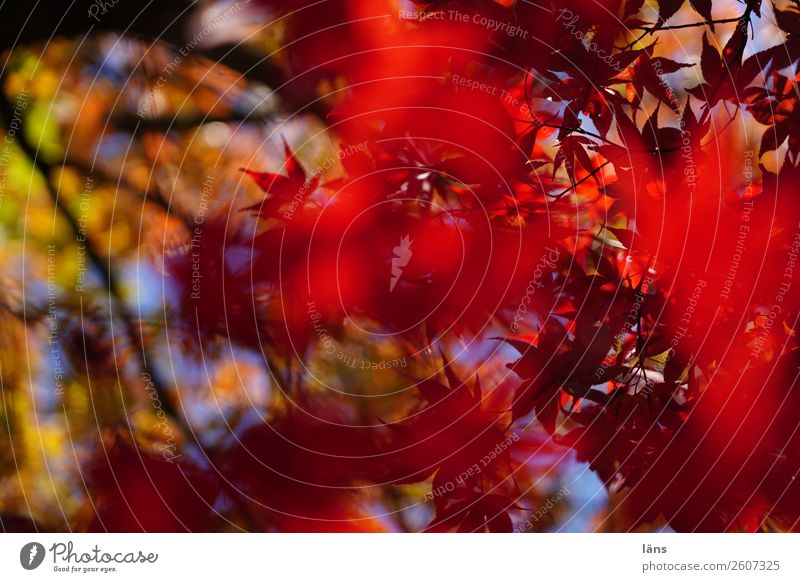 Farbbomben Umwelt Natur Landschaft Sonnenlicht Herbst Schönes Wetter Grünpflanze Wandel & Veränderung Blätterdach mehrfarbig Zweige u. Äste überlagert