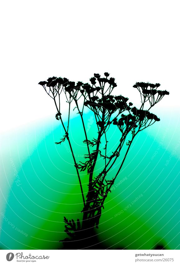 Surreal Pflanze Gegenlicht mehrfarbig unnatürlich dunkel Unschärfe Fehler Farbe hell Natur