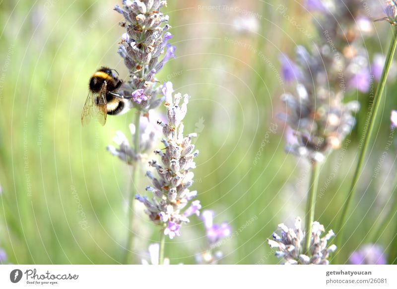 Biohubschrauber Hummel Blume Wiese Sommer nah Unschärfe klein rechnen Brummen Natur Tiefenunschärfe Flügel