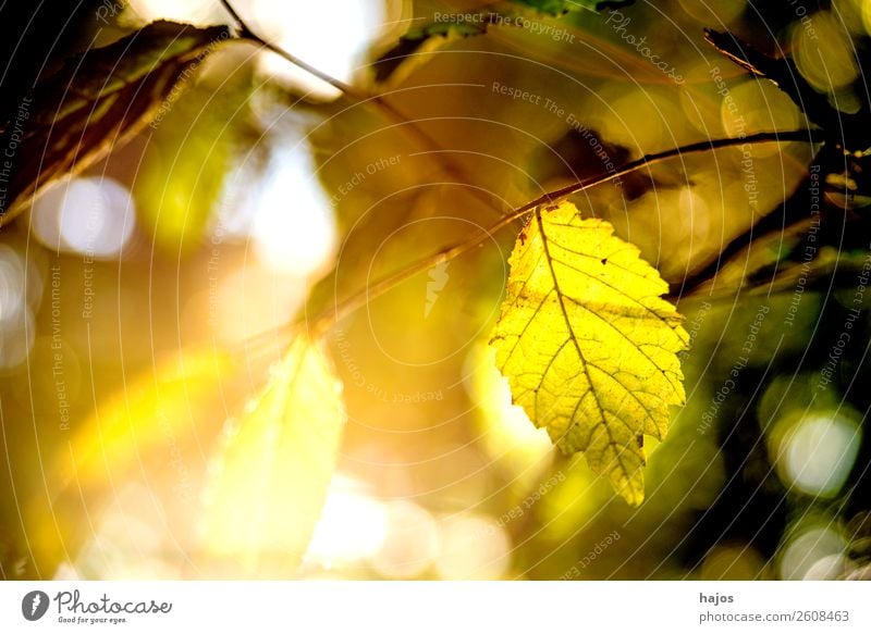 Buche, Blatt im Gegenlicht im Herbst Natur Baum Farbe buche blatt buchenblatt gegenlicht sonne hell strahlend sonnig gelb herbst herbstfärbung romantisch