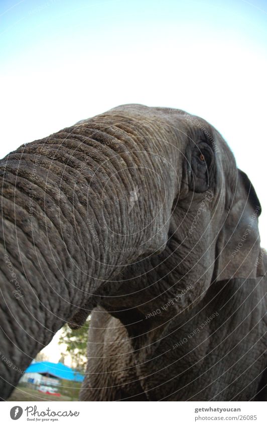 Jumbo Elefant Zirkus Trauer Rüssel Indien Weitwinkel nah groß grau Frieden gefangen Traurigkeit Ohr Himmel sanft