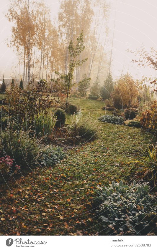 Nebel am frühen Morgen im Spätherbst oder Wintergarten schön Garten Natur Landschaft Pflanze Herbst Wetter Baum Gras natürlich grün weiß kalt gefroren