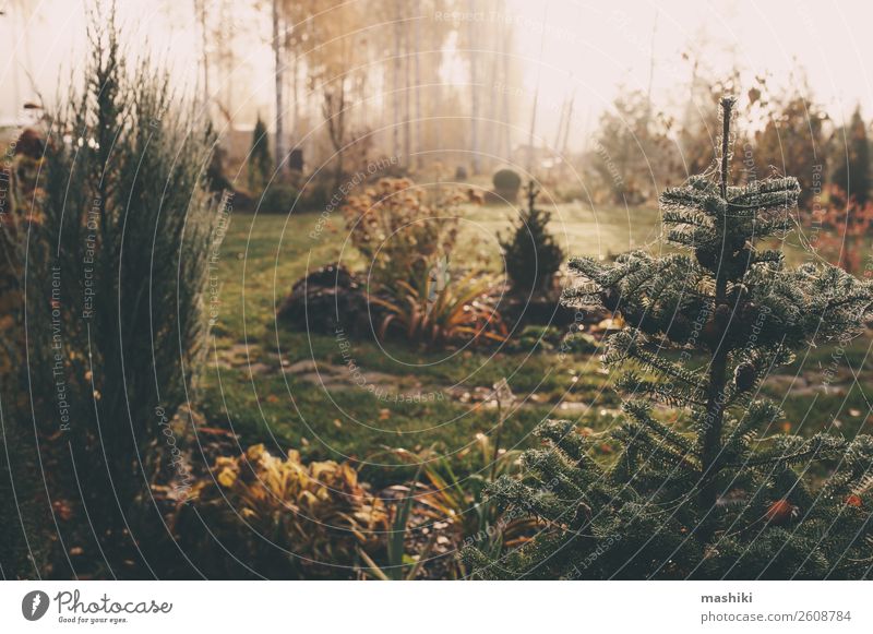 Nebel am frühen Morgen im Spätherbst oder Wintergarten schön Garten Natur Landschaft Pflanze Herbst Wetter Baum Gras natürlich grün weiß kalt gefroren