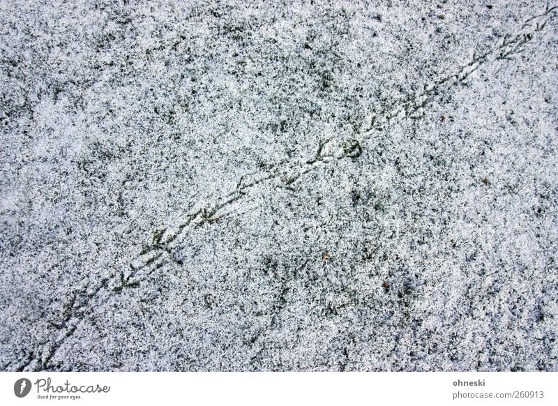 Spurensuche Pflanze Eis Frost Schnee Wiese Wege & Pfade Fährte Vogel kalt Einsamkeit Ferne Suche Farbfoto Gedeckte Farben Strukturen & Formen Menschenleer