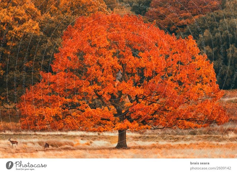 Baum mit Herbstfarben Design ruhig Meditation Ferien & Urlaub & Reisen Ausflug Safari Umwelt Natur Landschaft Pflanze Tier Erde Wetter Blatt Park Wald Wildtier