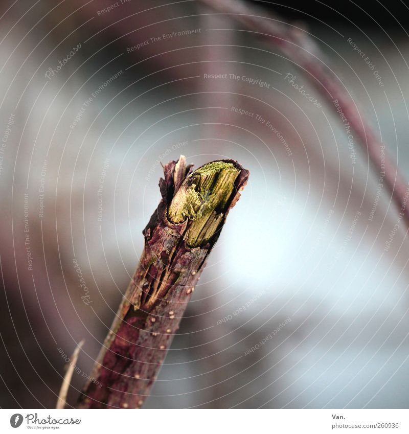 Stock-Foto Umwelt Natur Pflanze Winter Sträucher Zweig Baumrinde Holz braun grün gebrochen Farbfoto Gedeckte Farben Außenaufnahme Nahaufnahme Makroaufnahme