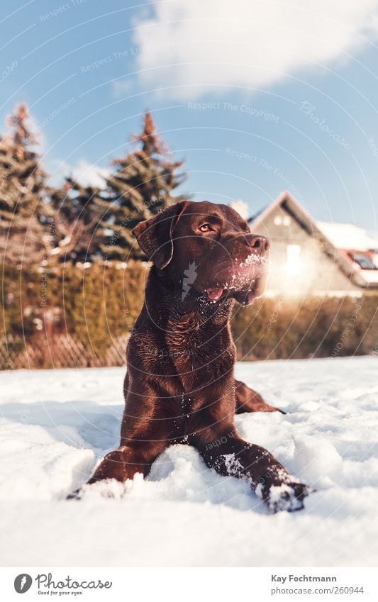 .... Lifestyle Glück Leben Wohnung Haus Himmel Sonne Winter Schönes Wetter Schnee Baum Garten Haustier Hund Labrador 1 Tier beobachten entdecken liegen warten