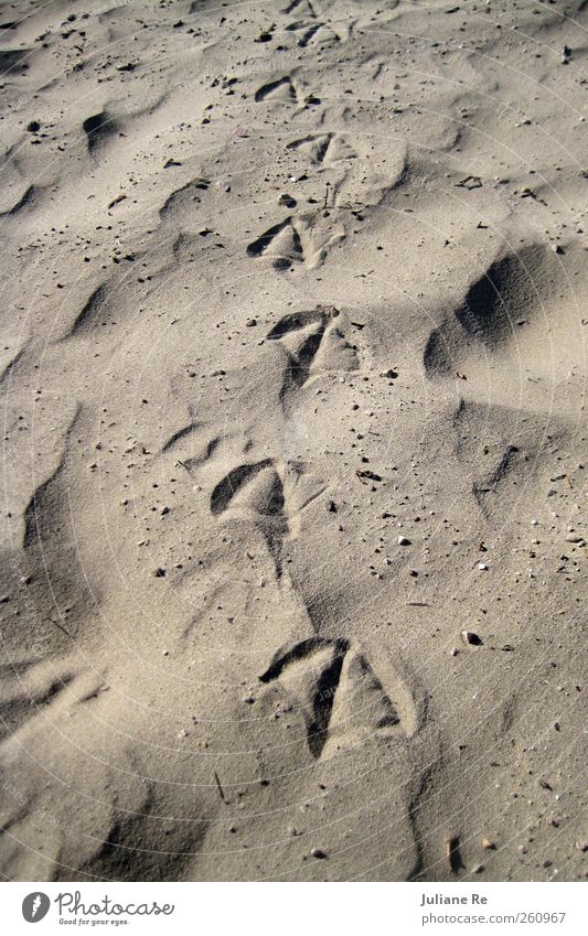 Spaziergang | Strand Natur Urelemente Sand Vogel gehen ästhetisch authentisch natürlich Farbfoto mehrfarbig Außenaufnahme Nahaufnahme Detailaufnahme Muster