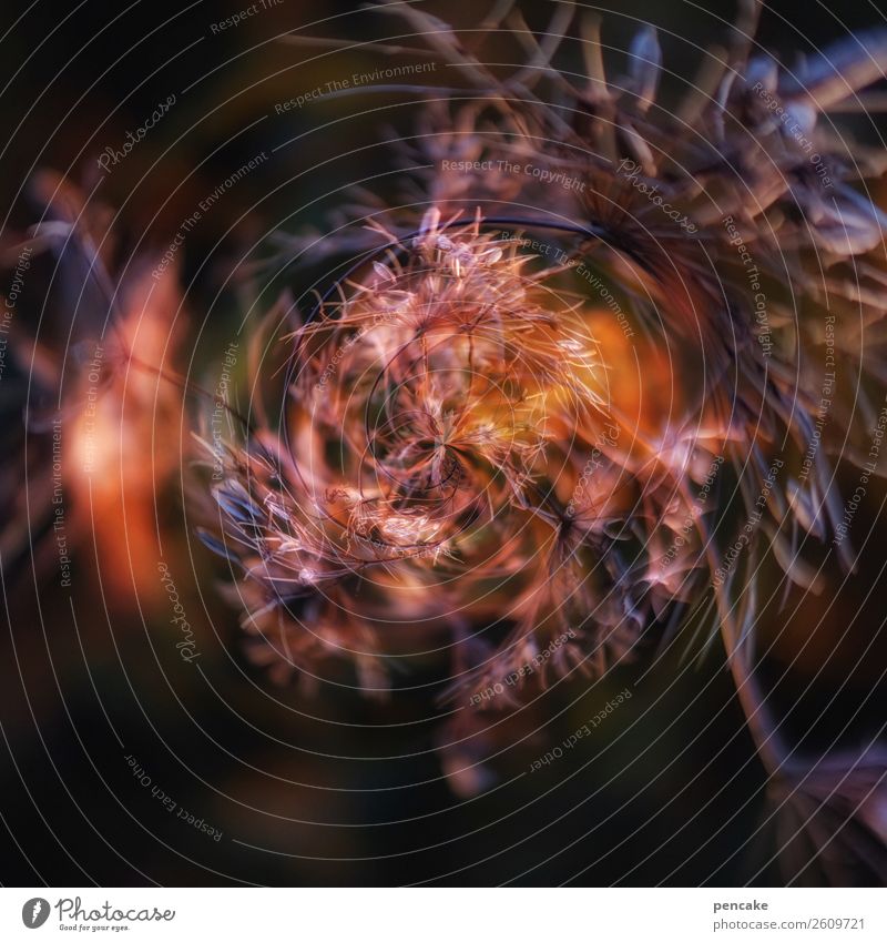 !trash! 2018 | verpuffung Pflanze Bewegung drehen leuchten chaotisch Kurve Planet Feuerwerk Außenaufnahme Experiment Strukturen & Formen Lichterscheinung
