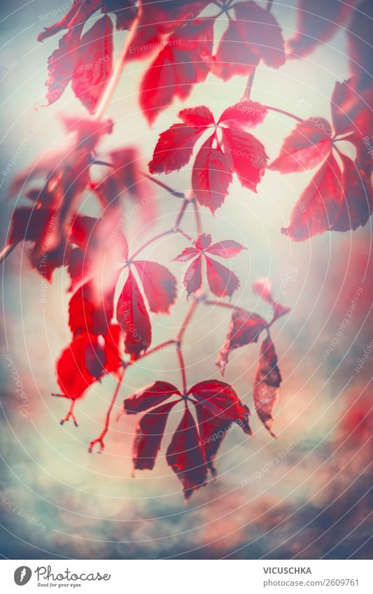 Rote Herbst Blätter von Wilde Weinrebe Lifestyle Garten Natur Pflanze Park Design Hintergrundbild Wilder Wein hängend rot Blatt Farbfoto Außenaufnahme
