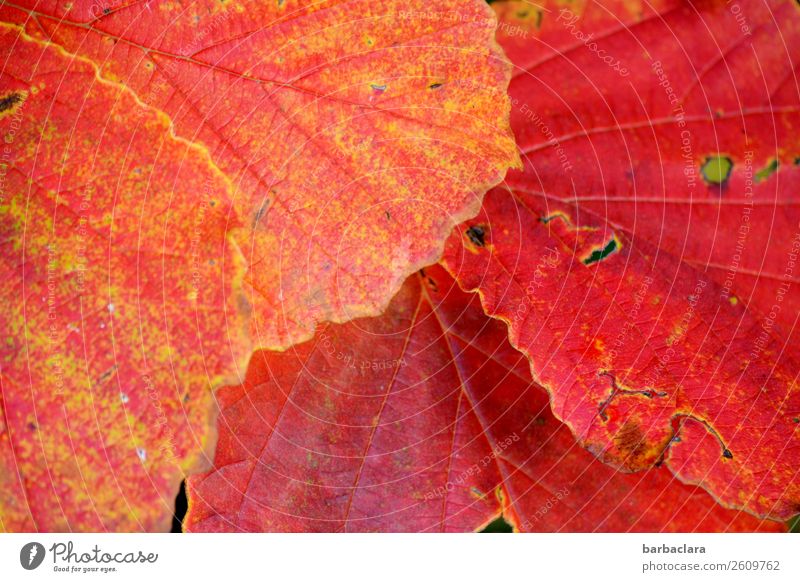 Hamamelisblätter im Herbst Natur Pflanze Sträucher Blatt Nutzpflanze Heilpflanzen Zaubernuss Garten leuchten rot Stimmung Farbe Gesundheitswesen Klima