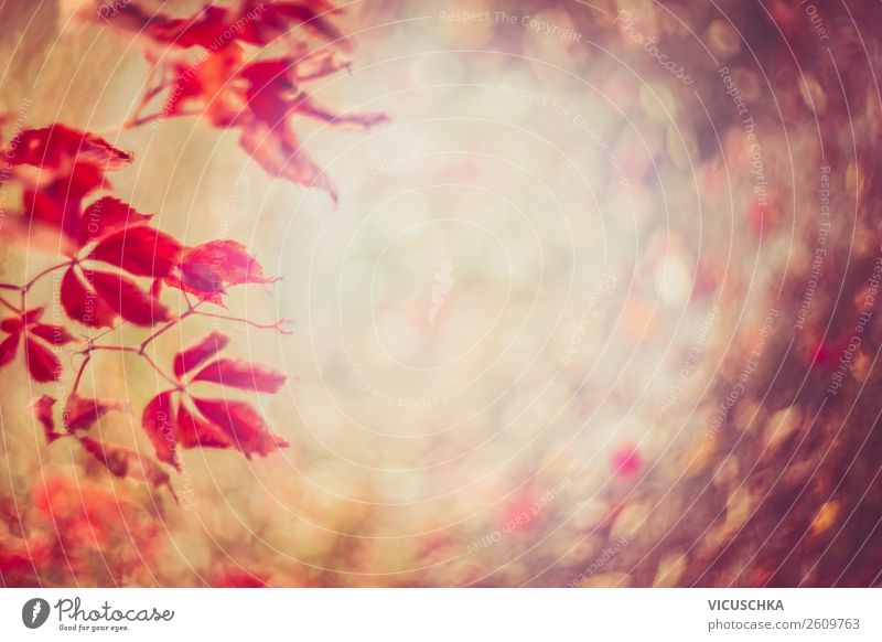 Rote Wilder Wein Herbstblätter mit Bokeh Lifestyle Design Garten Natur Pflanze Blatt Park rosa Hintergrundbild Herbstlaub rot Unschärfe Farbfoto Außenaufnahme