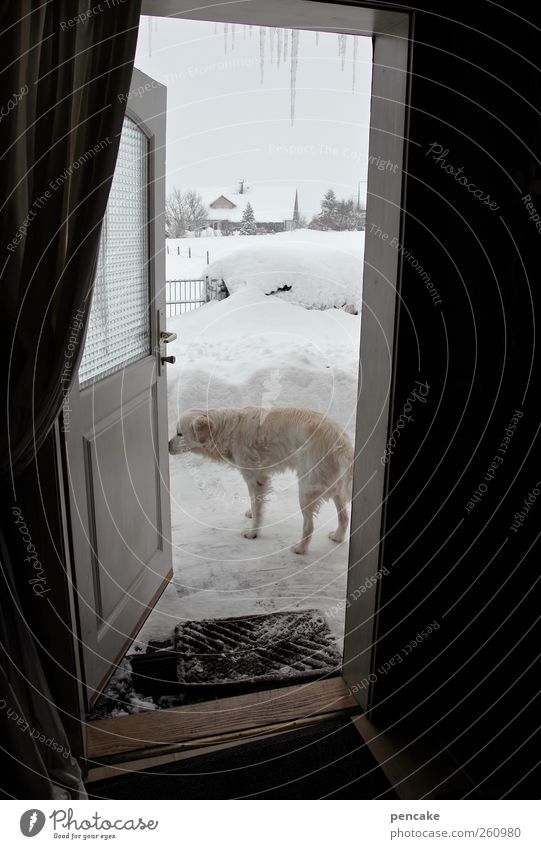 weather report | mit benno Winter Wetter Eis Frost Schnee Haus Tür Fußmatte Tier Haustier Hund Golden Retriever 1 frieren authentisch kalt Sprichwort