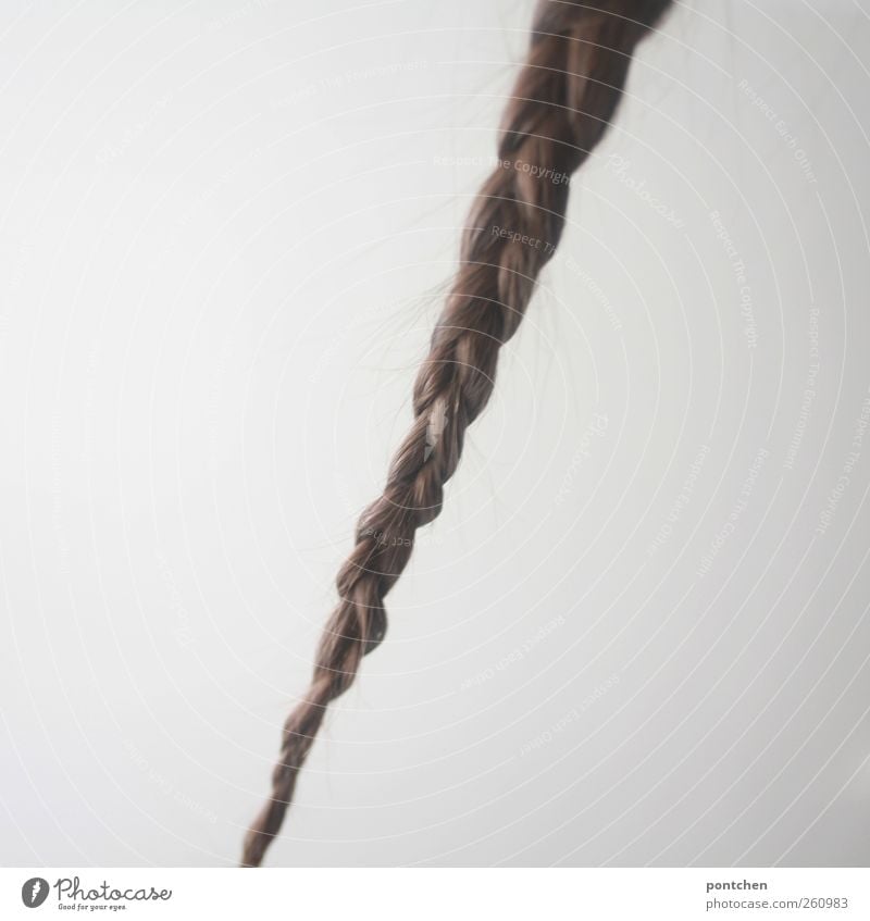 Geflochtener Zopf vor weißem Hintergrund. Haare und Frisur. Weiblich Haare & Frisuren brünett langhaarig ästhetisch geflochten Wand Rapunzel Farbfoto