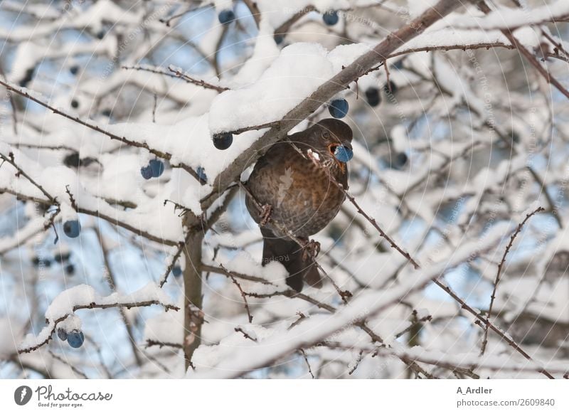 Amsel im Schnee Wildtier Vogel 1 Tier blau braun weiß Ast Baum Vogelbeeren Schneefall Schneelandschaft Farbfoto Außenaufnahme Tag Blick in die Kamera