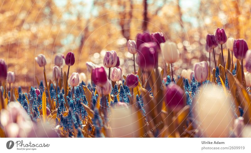 Zauber des Frühlings Feste & Feiern Ostern Natur Pflanze Blume Tulpe Blüte Traubenhyazinthe Garten Niederlande Blühend außergewöhnlich frisch blau violett rosa