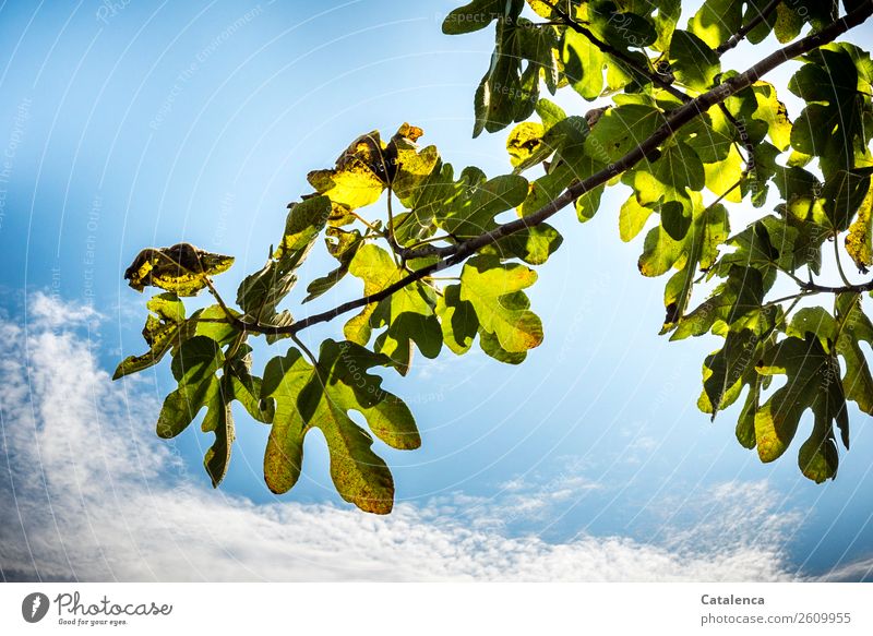 Feigenblätter und Himmel Natur Pflanze Wolken Sommer Schönes Wetter Baum Blüte Feigenbaum Feigenblatt blau grau grün Fröhlichkeit Warmherzigkeit Design Netzwerk