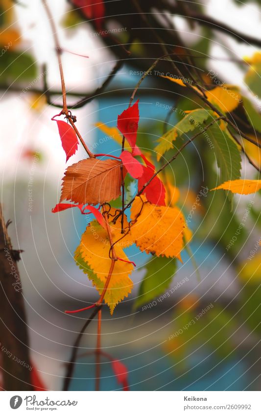 Colorful beech foliage Natur Landschaft Herbst Baum Leben Sinnesorgane Ferien & Urlaub & Reisen Buche Buchenblatt Blatt blau gelb rot grün türkis Zweig