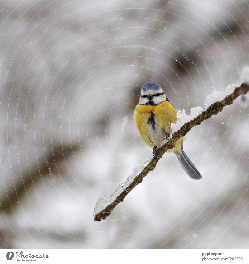 Blaum(eis)e Natur Winter Eis Frost Schnee Schneefall Wildtier Vogel Tiergesicht Krallen 1 hocken sitzen kalt blau gelb Blaumeise mehrfarbig Außenaufnahme