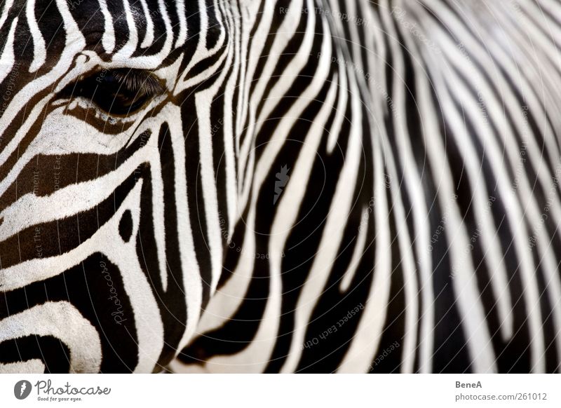 Zebra Ferien & Urlaub & Reisen Tourismus Zoo Fell Kopf Hals Tierhaut Auge Muster exotisch wild weich schwarz weiß Umwelt Safari Kontrast Streifen parallel